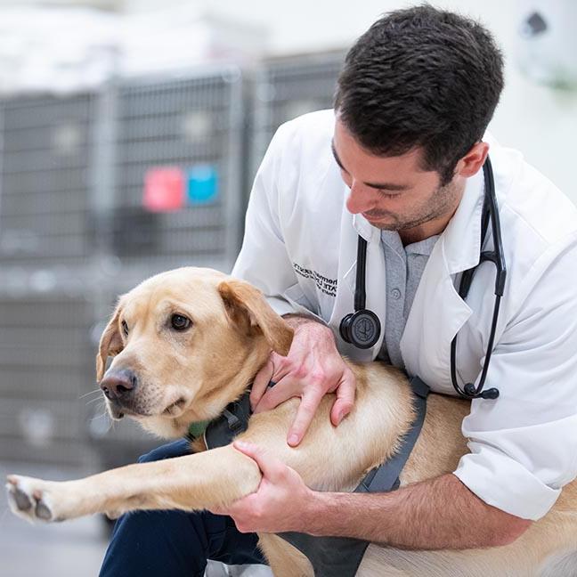 A Vet Med student examines a dog's leg